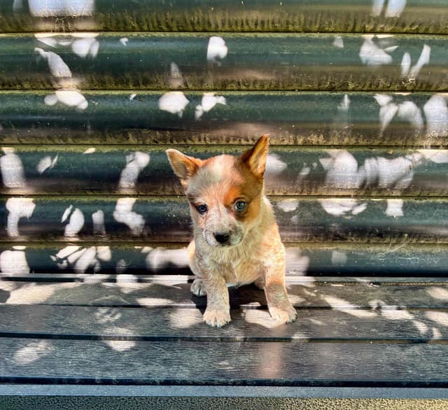 Australian Cattle Dog Puppies media 2