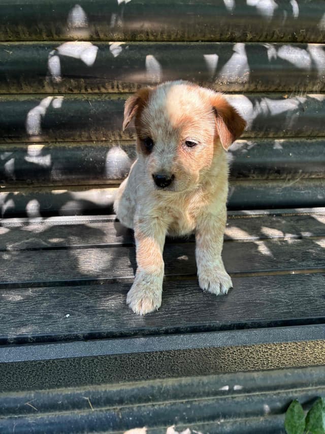Australian Cattle Dog Puppies media 3