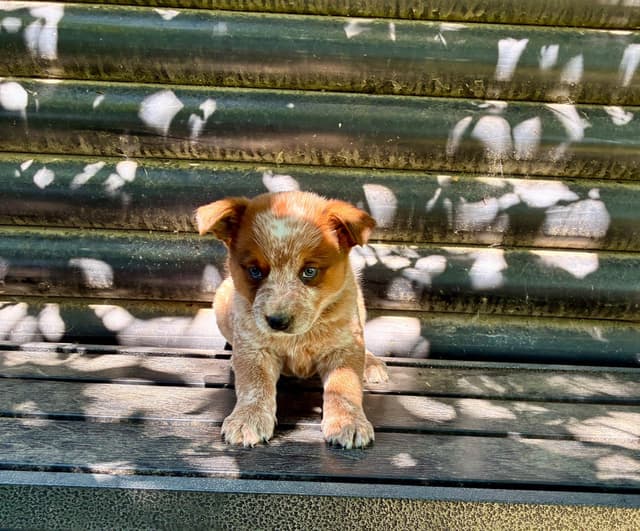 Australian Cattle Dog Puppies media 5