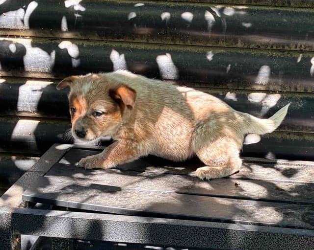Australian Cattle Dog Puppies media 6