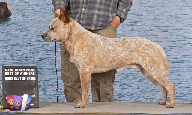 Australian Cattle Dog Puppies media 8