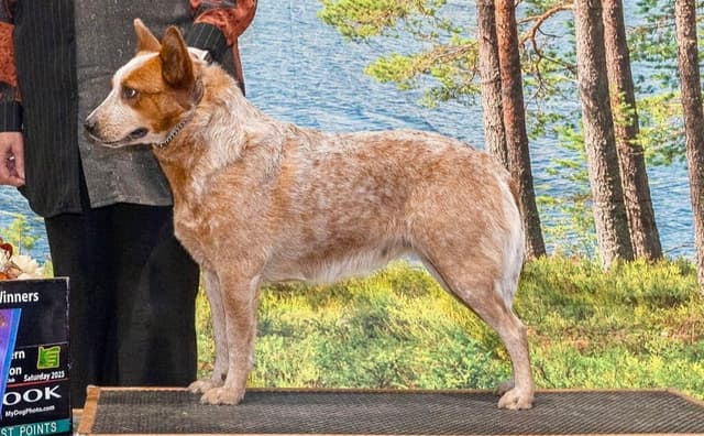 Australian Cattle Dog Puppies media 7
