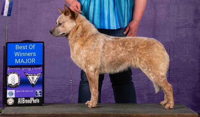 Australian Cattle Dog Puppies media 2
