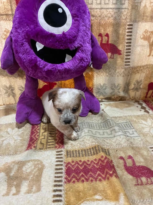 Australian Cattle Dog Puppies media 3