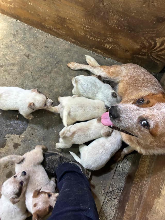 Australian Cattle Dog Puppies media 4