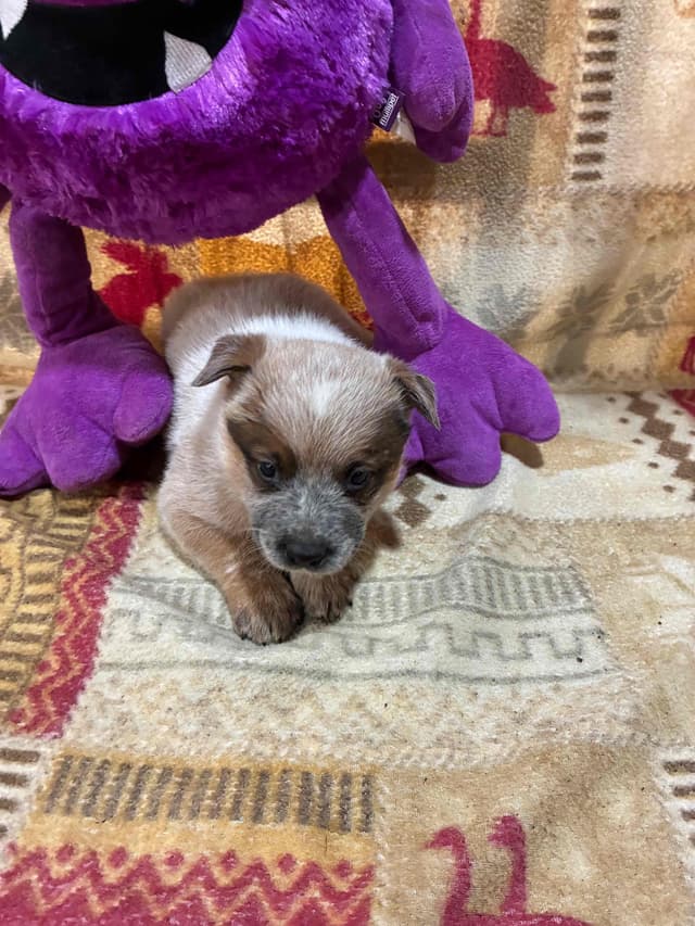 Australian Cattle Dog Puppies media 5