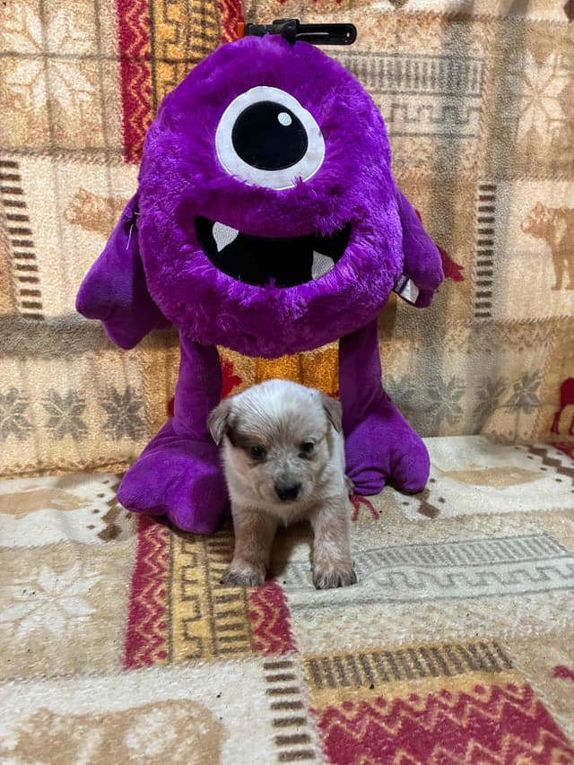 Australian Cattle Dog Puppies media 8