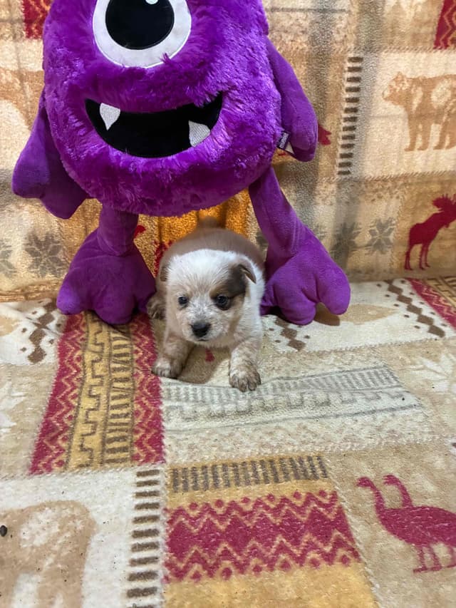 Australian Cattle Dog Puppies media 7