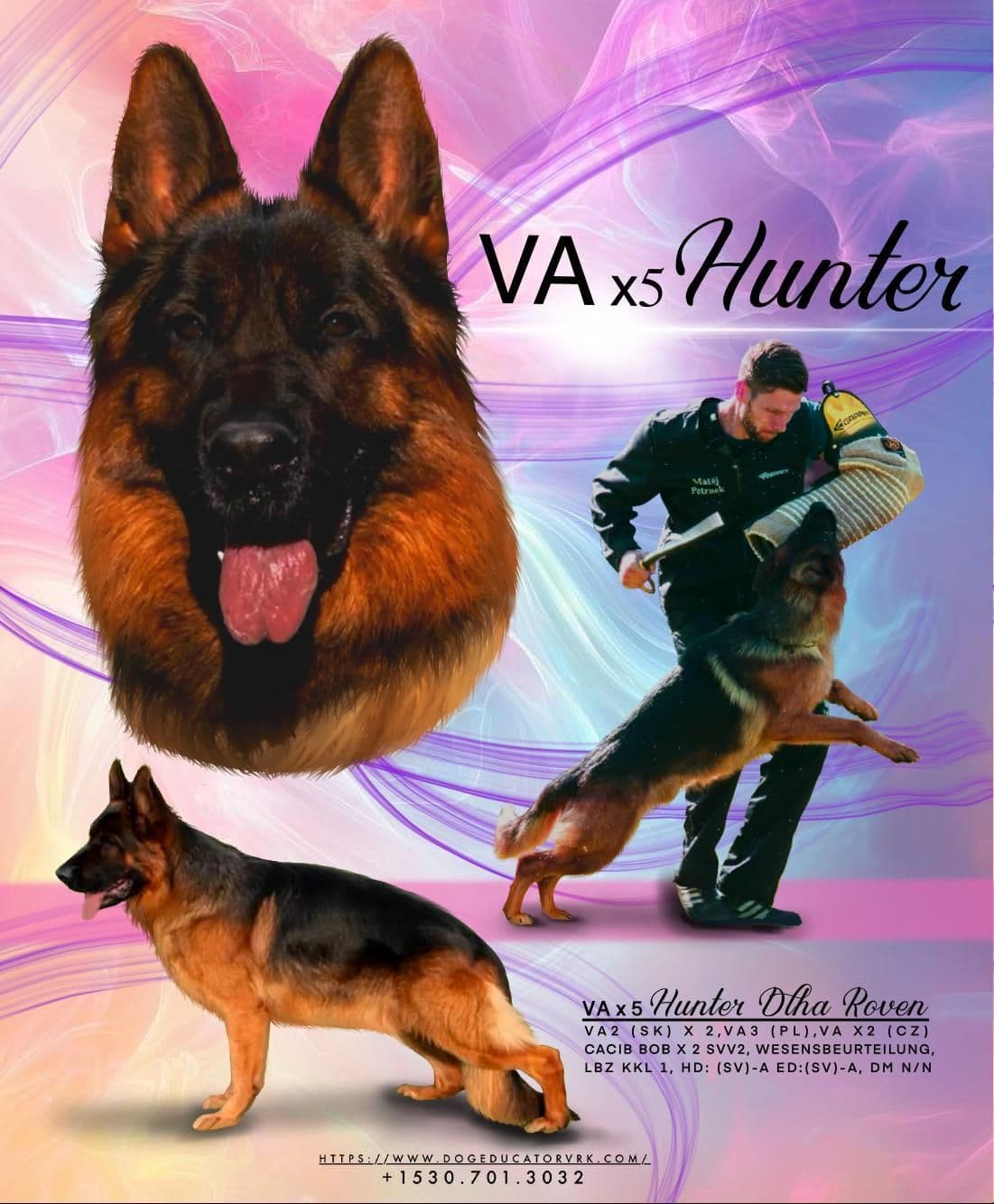 German Shepherd Dog Puppies breeder image 1