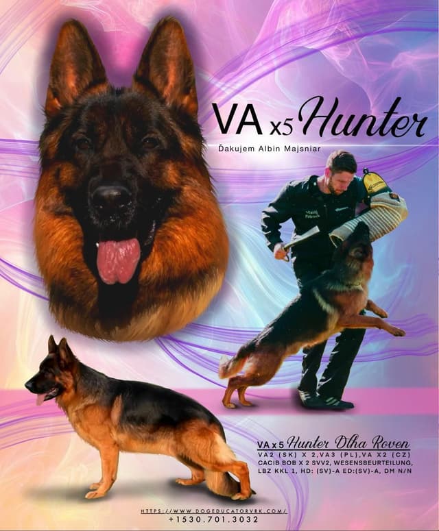 German Shepherd Dog Puppies media 2