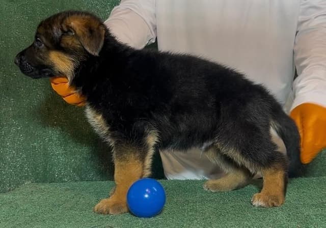 German Shepherd Dog Puppies media 3