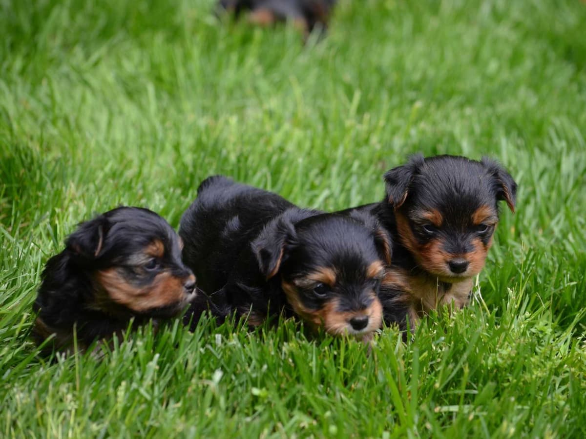 Yorkshire Terrier Puppies breeder image 1