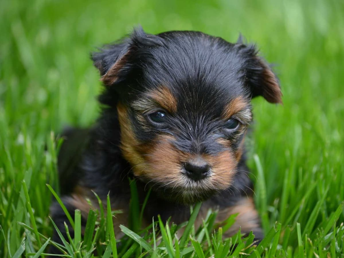 Yorkshire Terrier Puppies breeder image 3