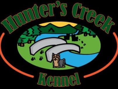 Yorkshire Terrier Puppies breeder image 4