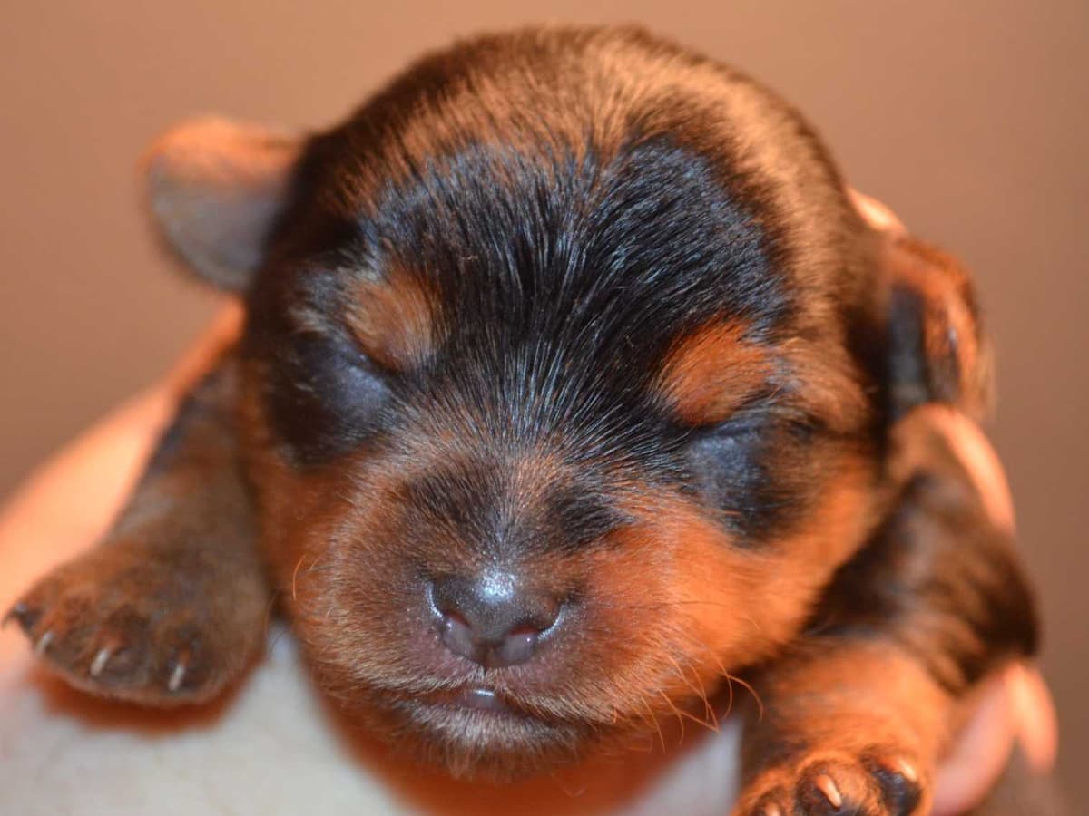 Yorkshire Terrier Puppies breeder image 5