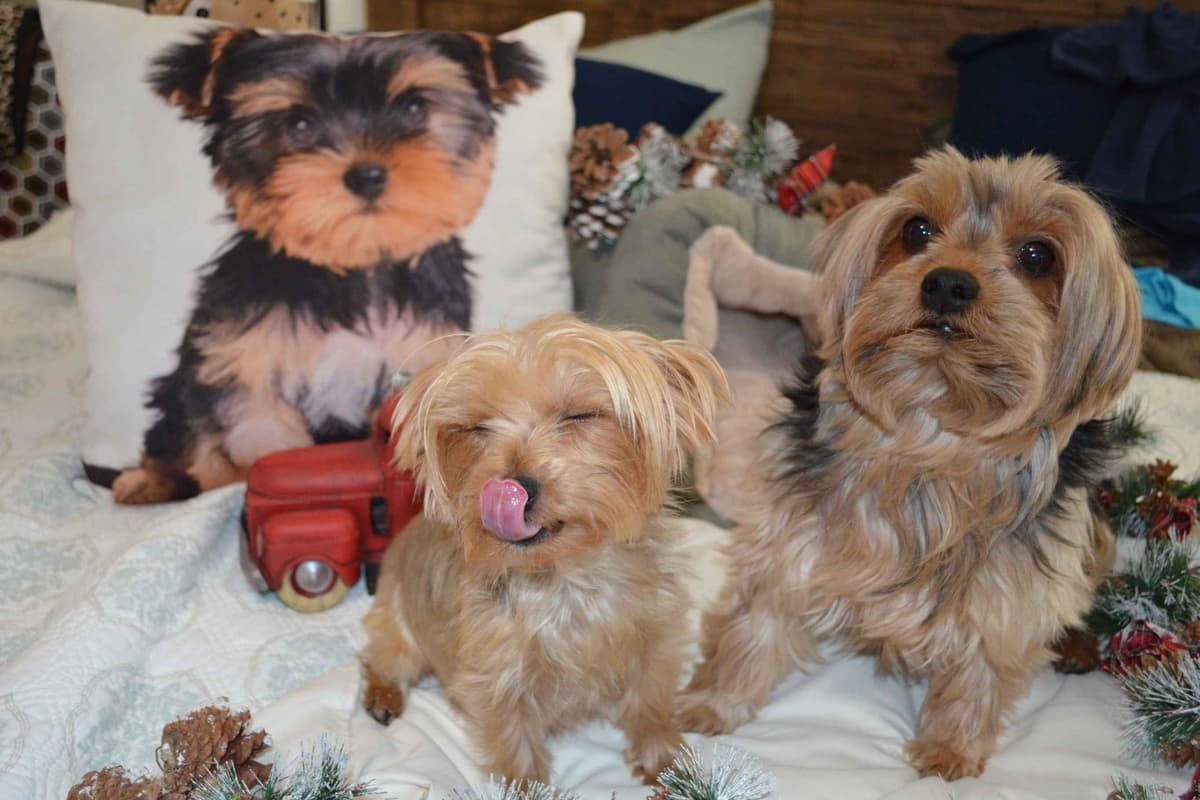 Yorkshire Terrier Puppies breeder image 6