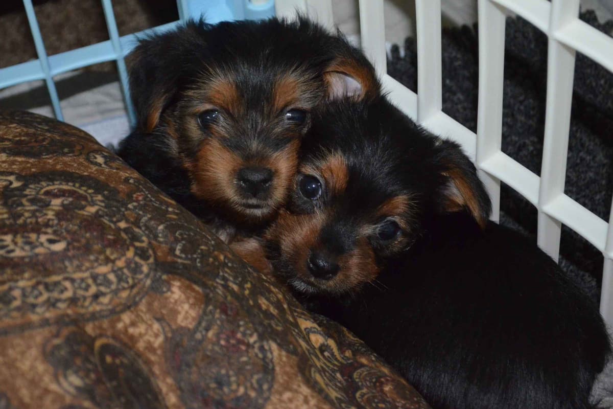 Yorkshire Terrier Puppies breeder image 7