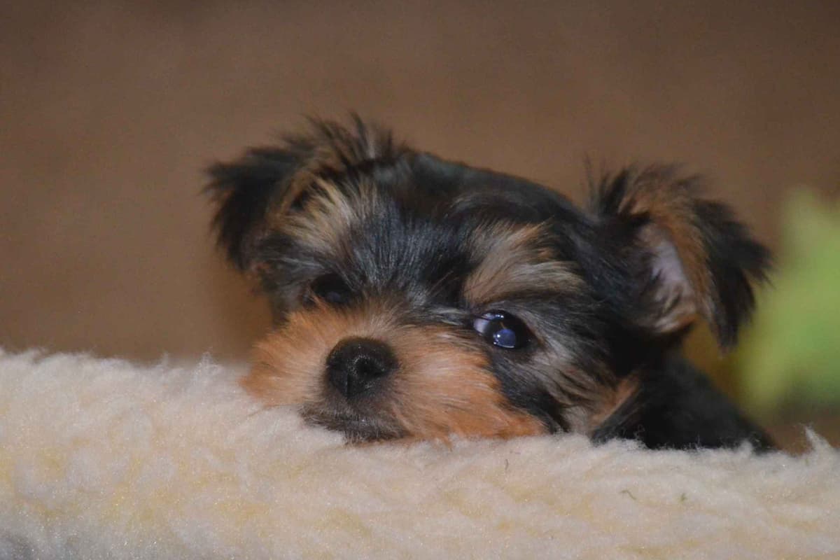 Yorkshire Terrier Puppies breeder image 8
