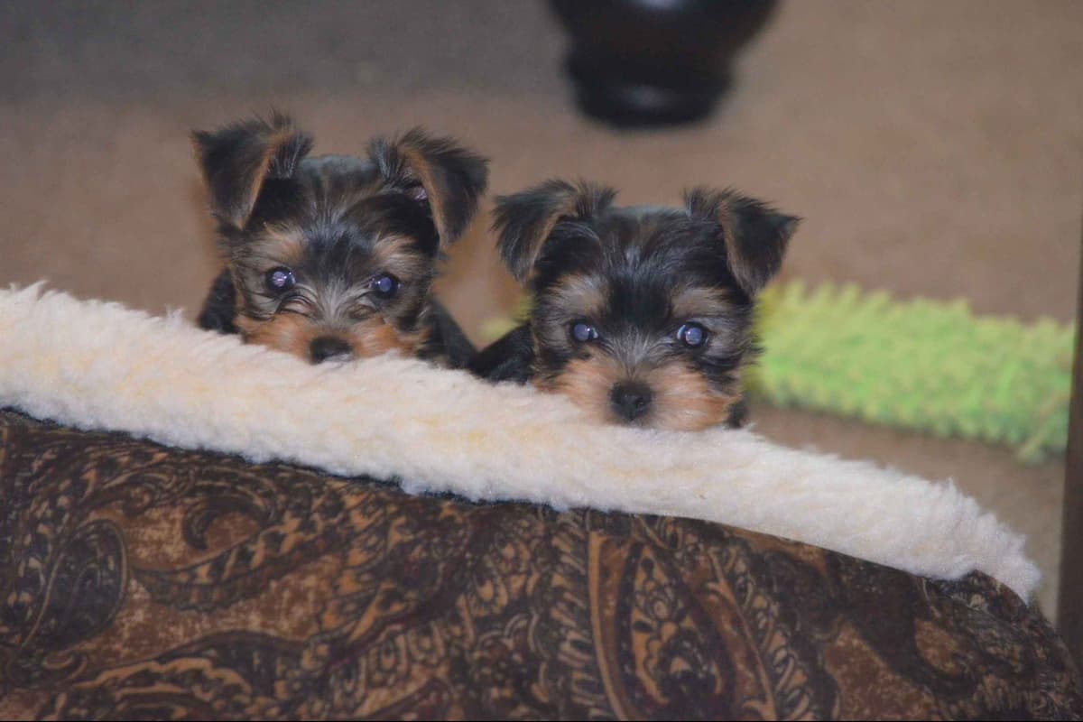 Yorkshire Terrier Puppies breeder image 9