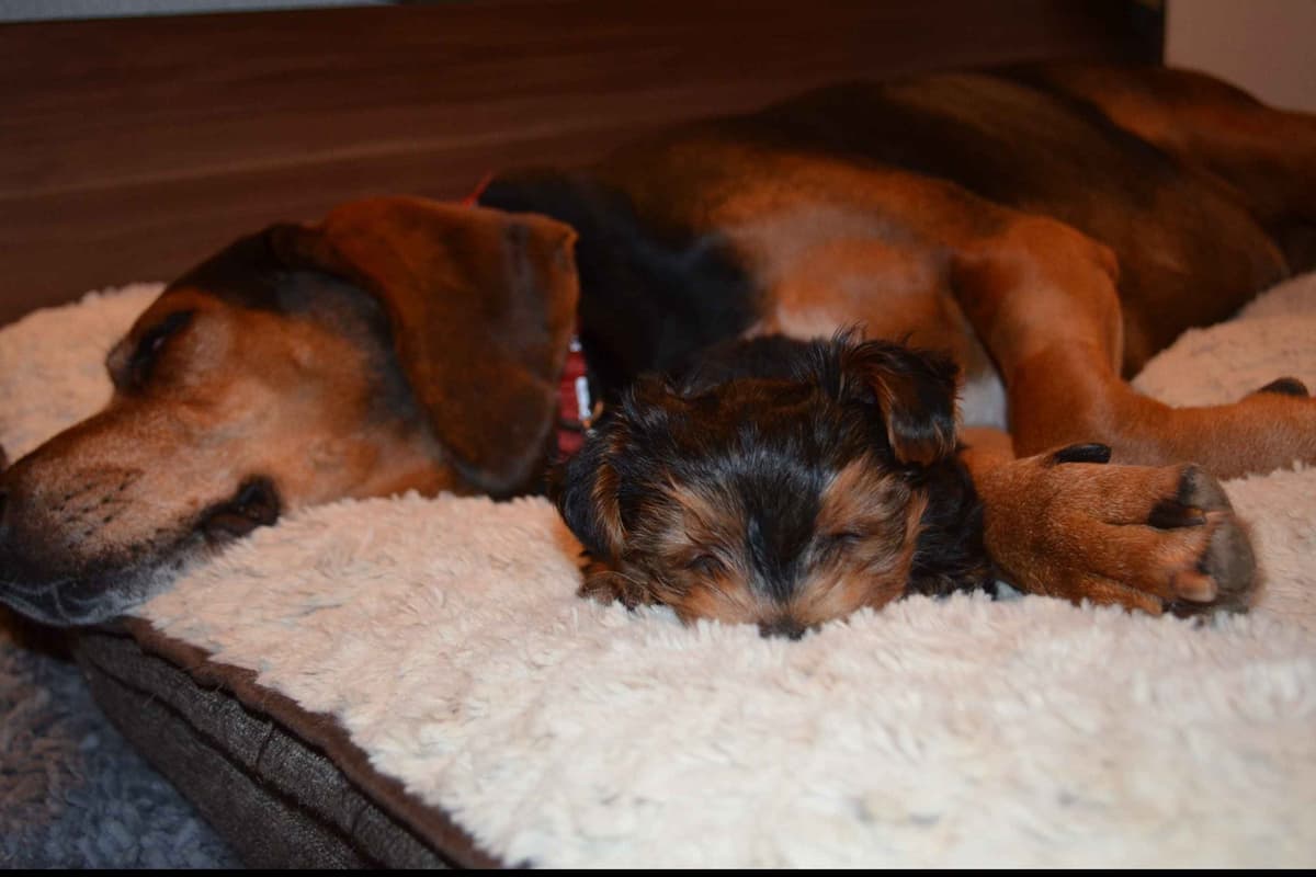 Yorkshire Terrier Puppies breeder image 11