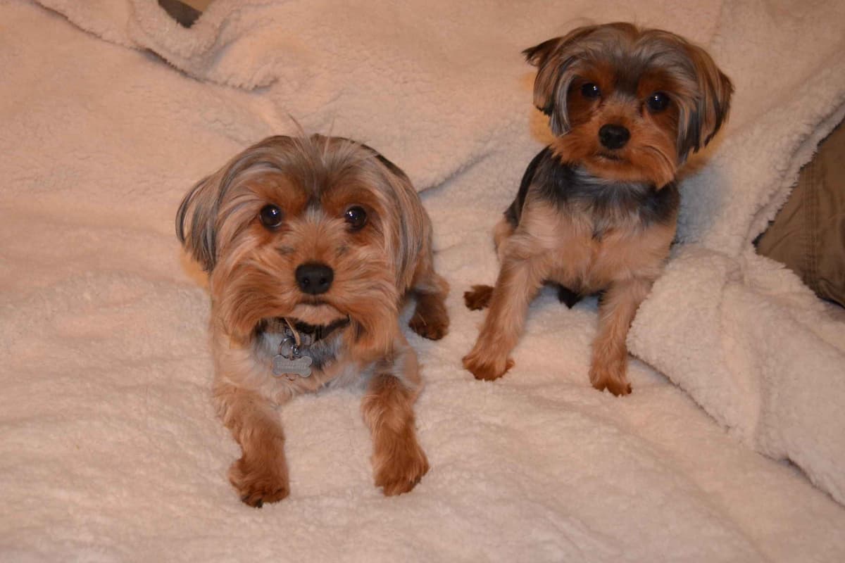 Yorkshire Terrier Puppies breeder image 12