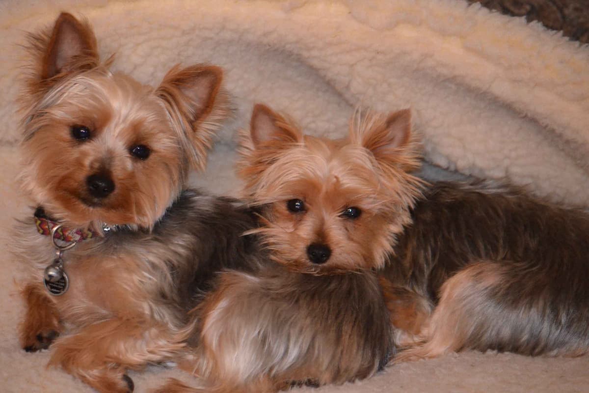 Yorkshire Terrier Puppies breeder image 13