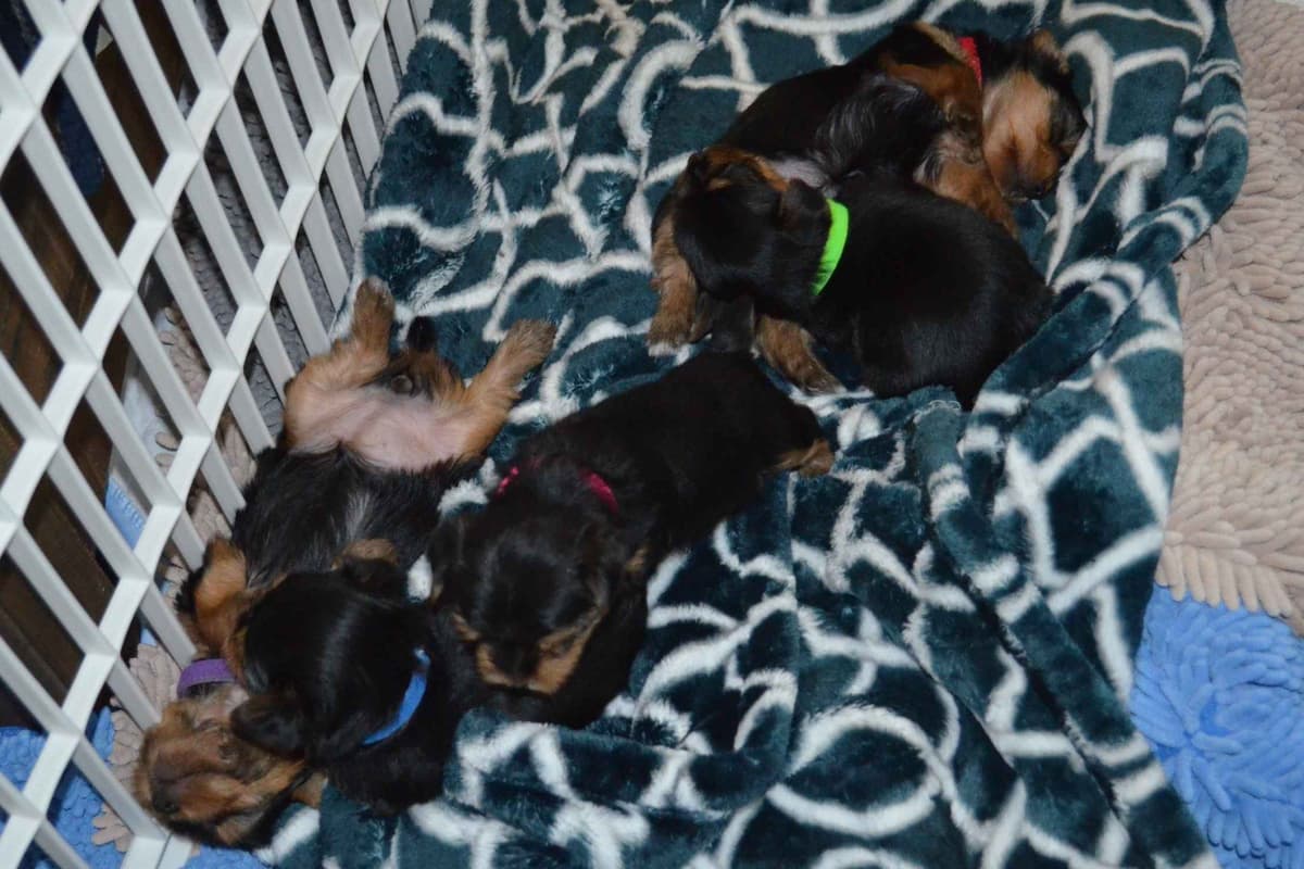 Yorkshire Terrier Puppies breeder image 14