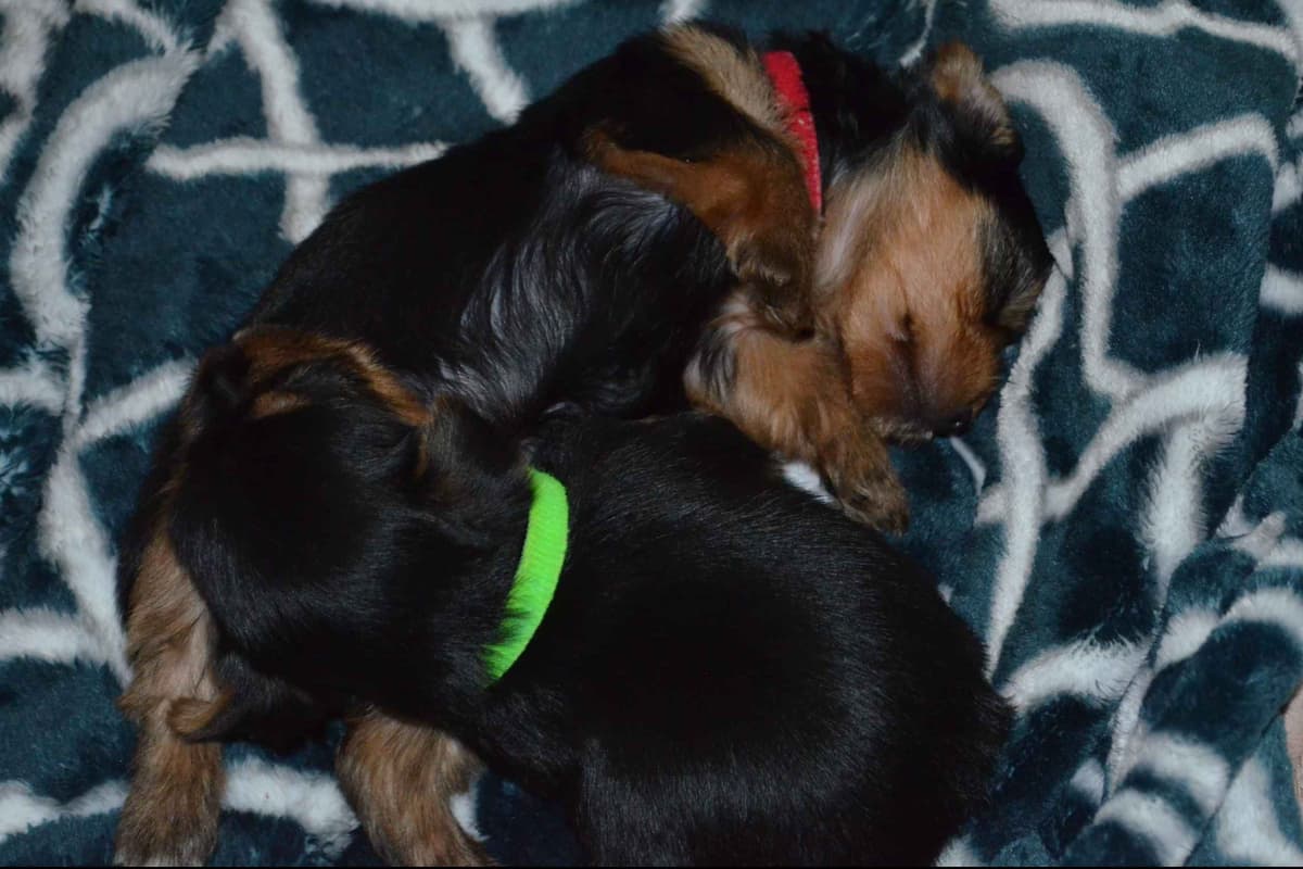 Yorkshire Terrier Puppies breeder image 15