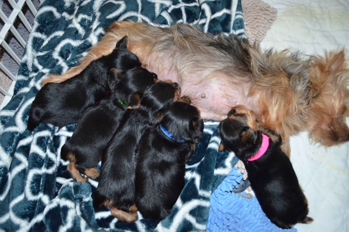 Yorkshire Terrier Puppies breeder image 16