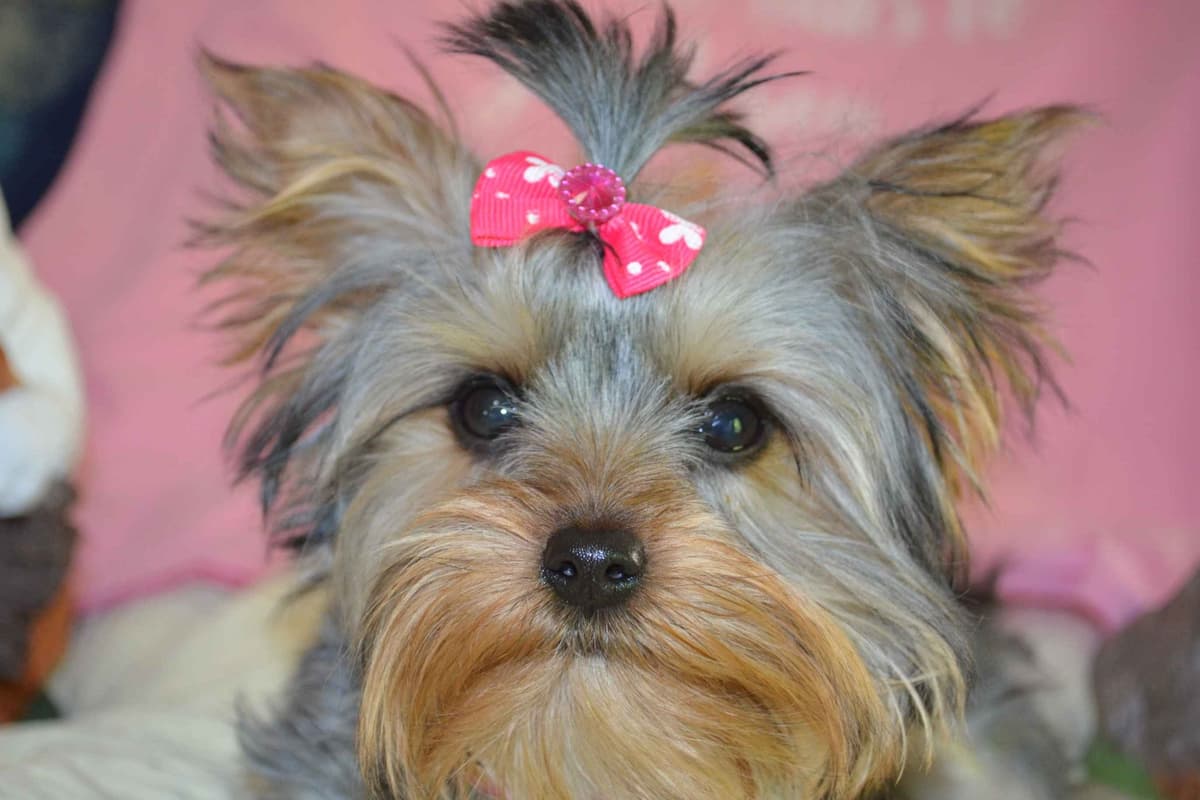 Yorkshire Terrier Puppies breeder image 17