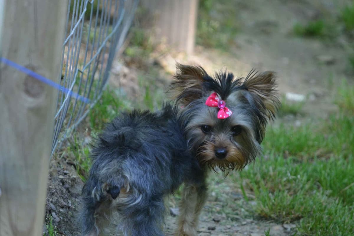 Yorkshire Terrier Puppies breeder image 18