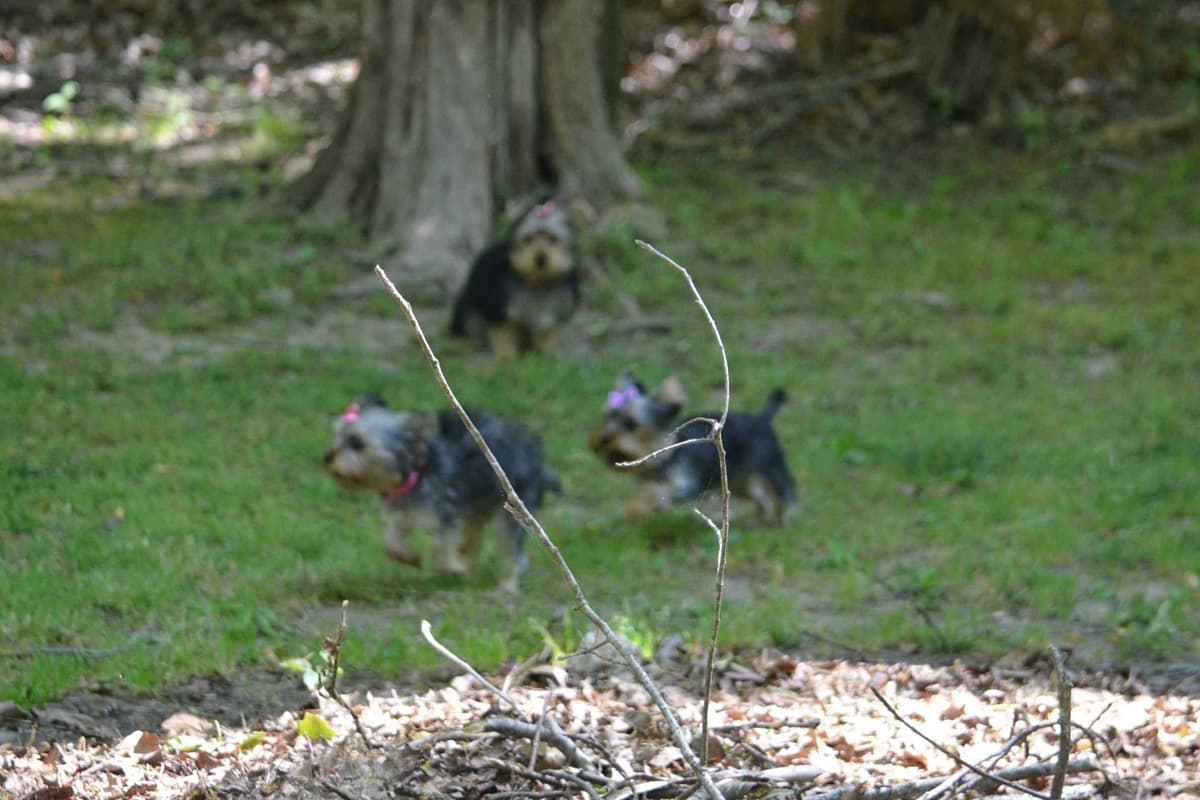 Yorkshire Terrier Puppies breeder image 19