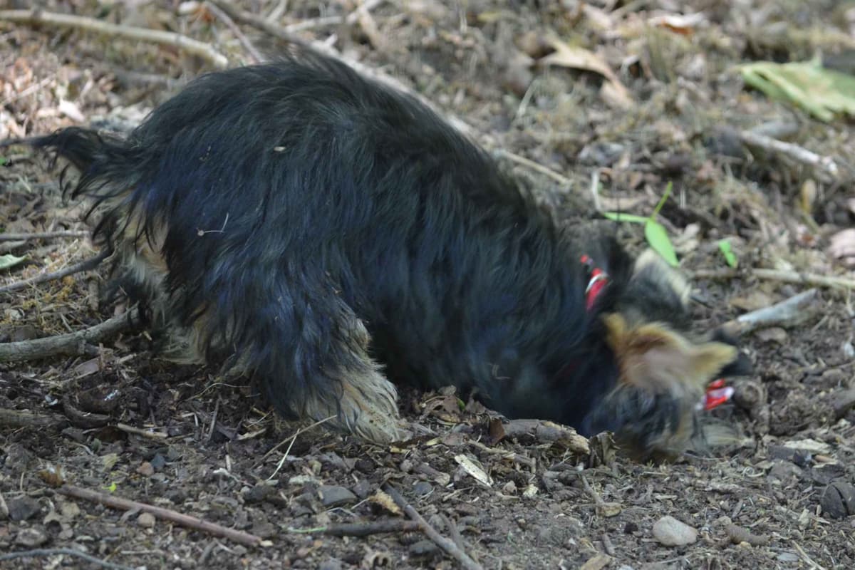 Yorkshire Terrier Puppies breeder image 21