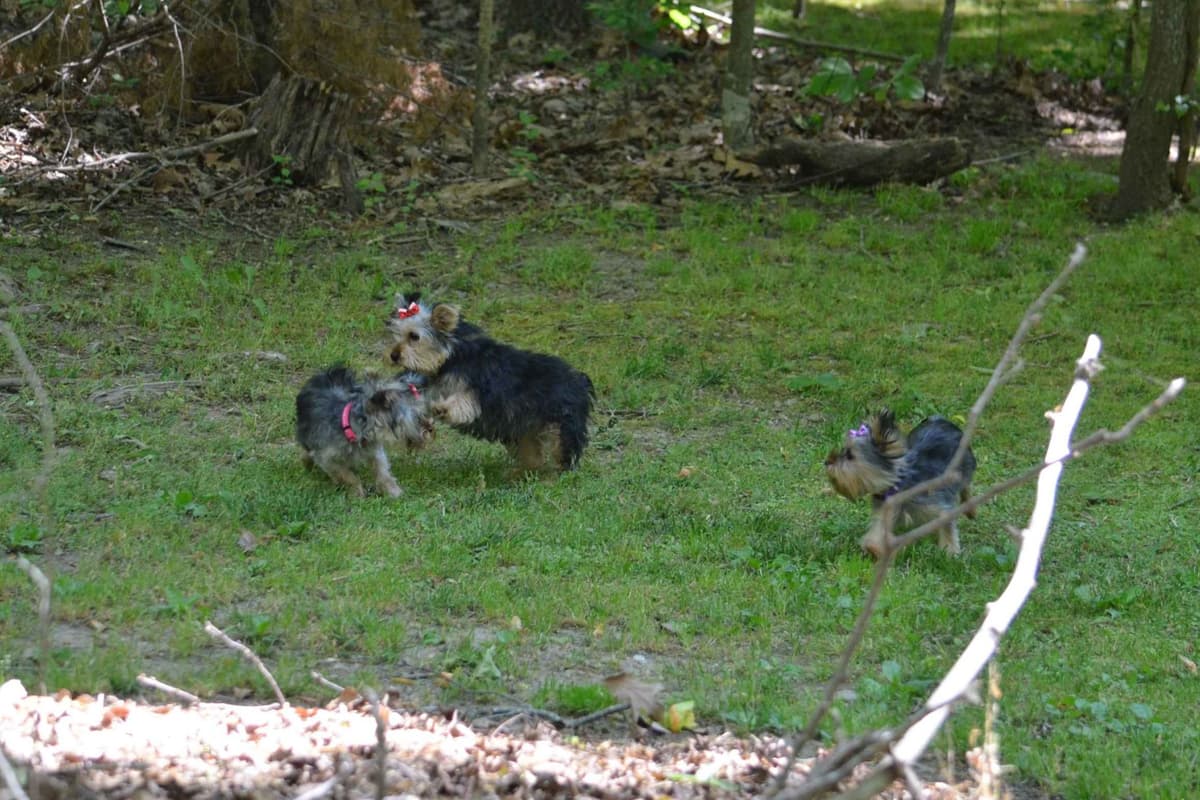 Yorkshire Terrier Puppies breeder image 22