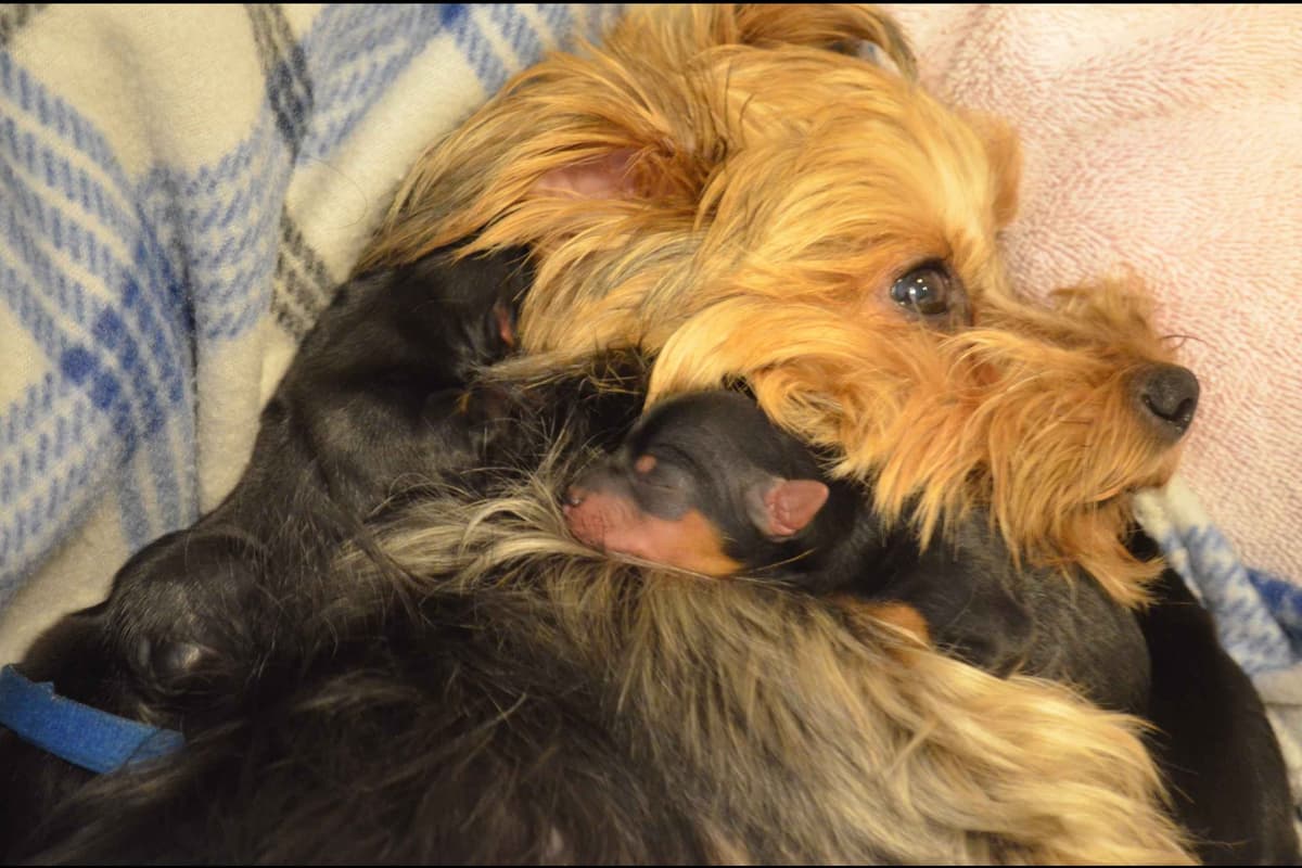 Yorkshire Terrier Puppies breeder image 23