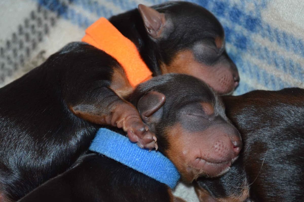 Yorkshire Terrier Puppies breeder image 24