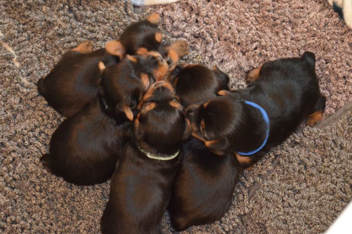Yorkshire Terrier Puppies breeder image 25