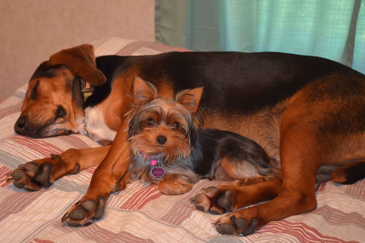 Yorkshire Terrier Puppies breeder image 27
