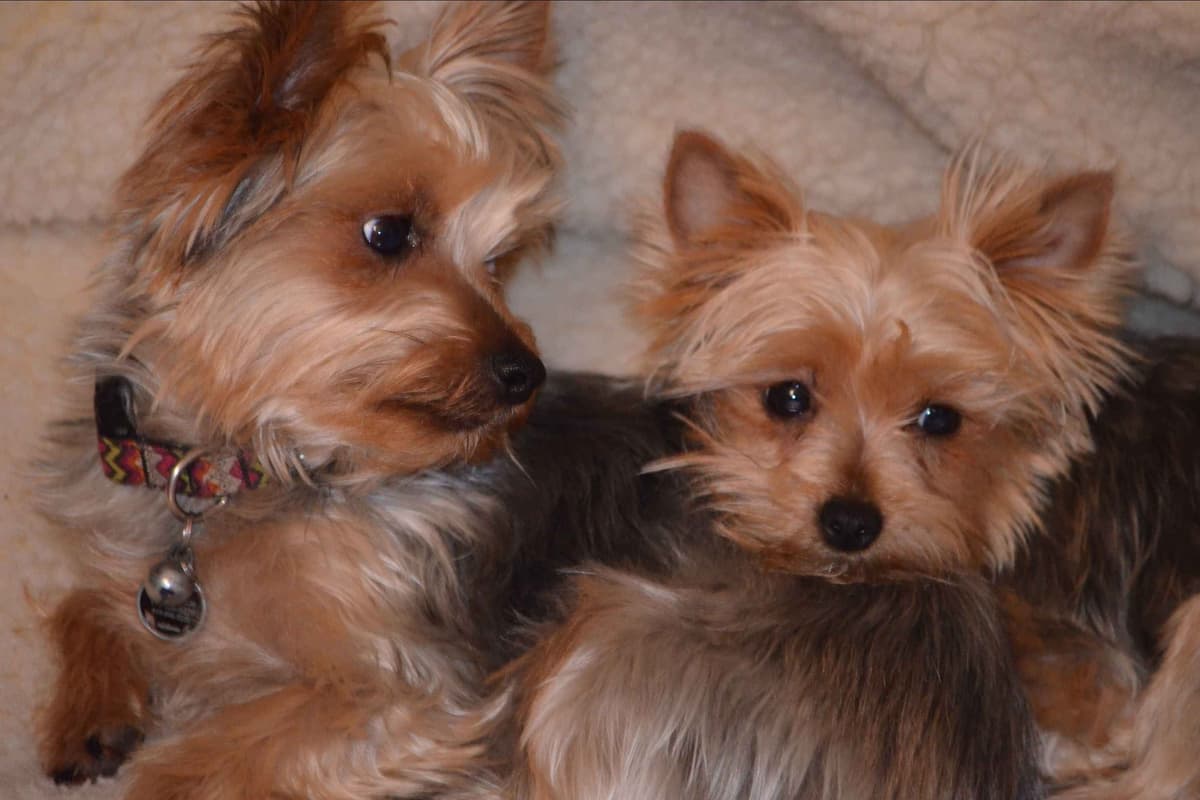 Yorkshire Terrier Puppies breeder image 28