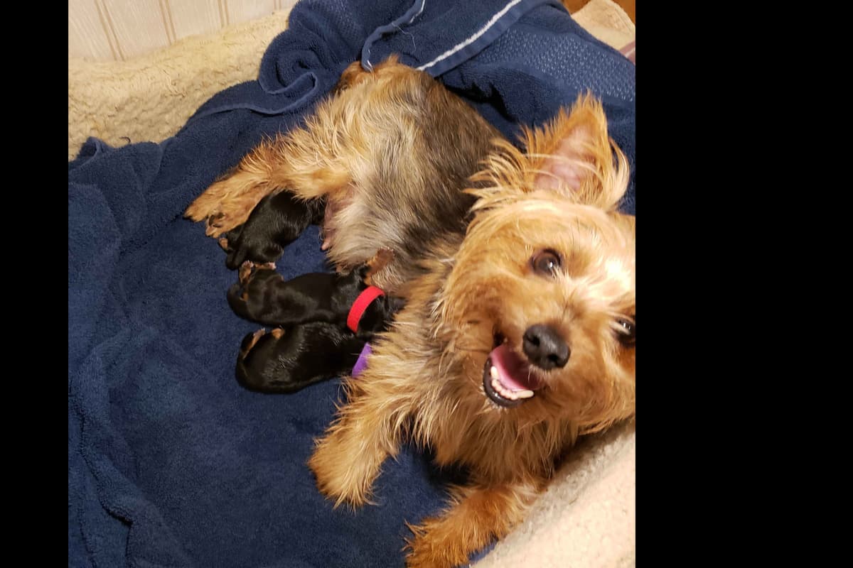 Yorkshire Terrier Puppies breeder image 31