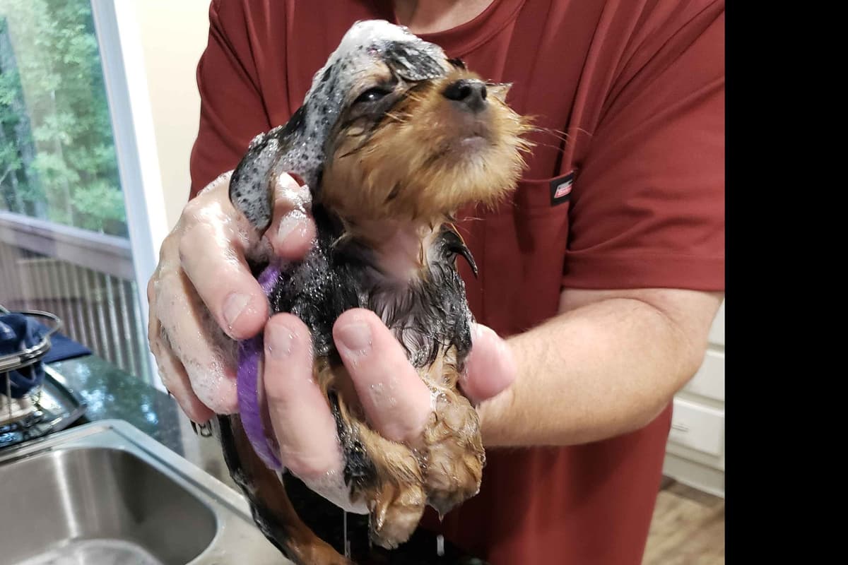 Yorkshire Terrier Puppies breeder image 32