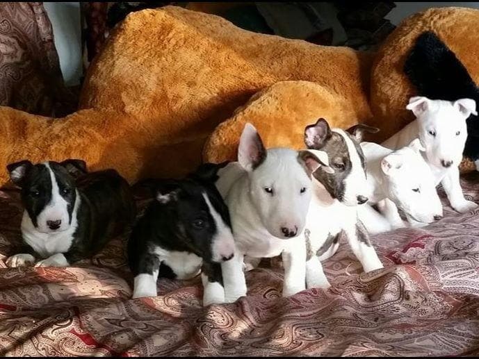 Miniature Bull Terrier Puppies breeder image 10