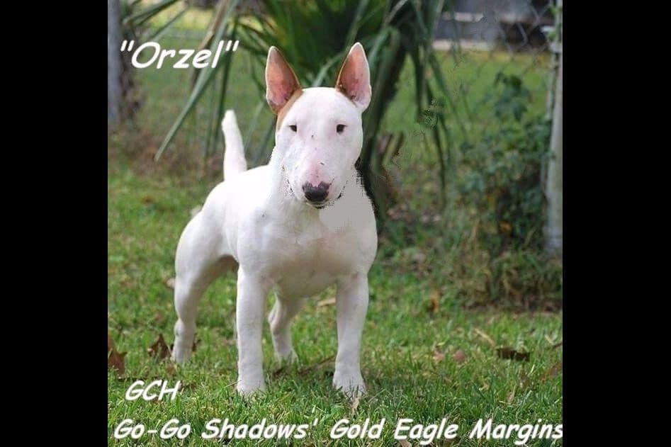 Miniature Bull Terrier Puppies breeder image 9