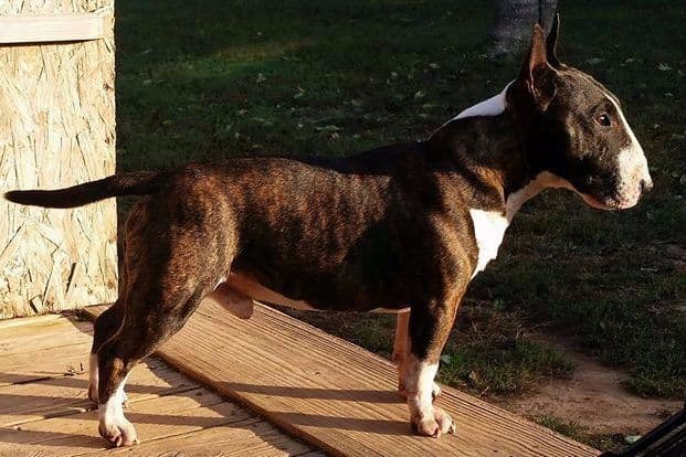 Miniature Bull Terrier Puppies breeder image 8
