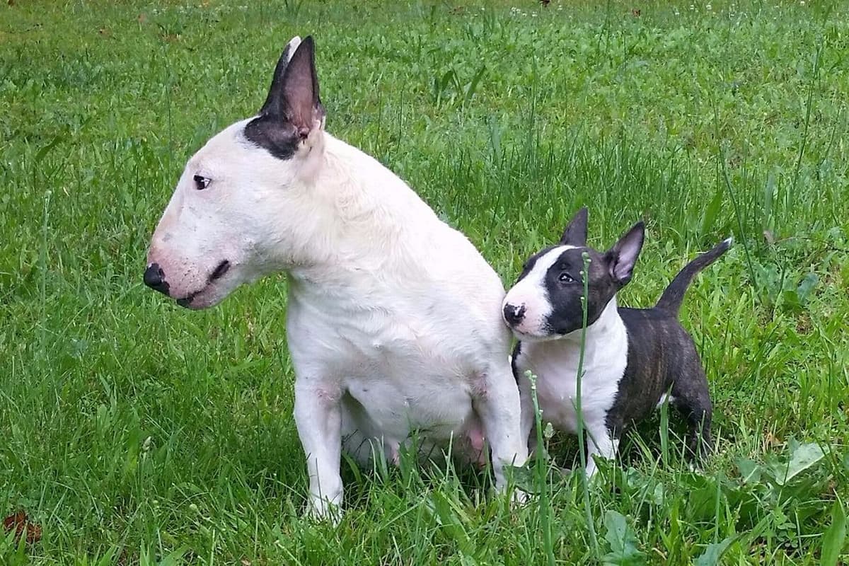 Miniature Bull Terrier Puppies breeder image 4