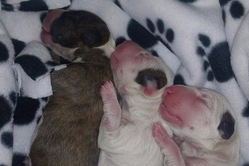 Miniature Bull Terrier Puppies breeder image 2