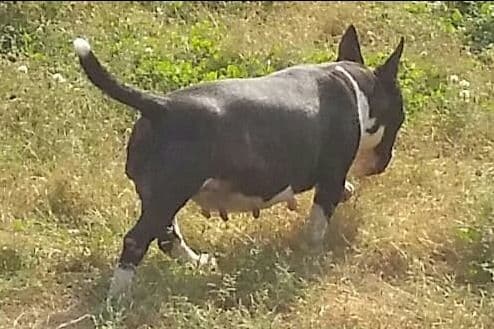 Miniature Bull Terrier Puppies breeder image 11