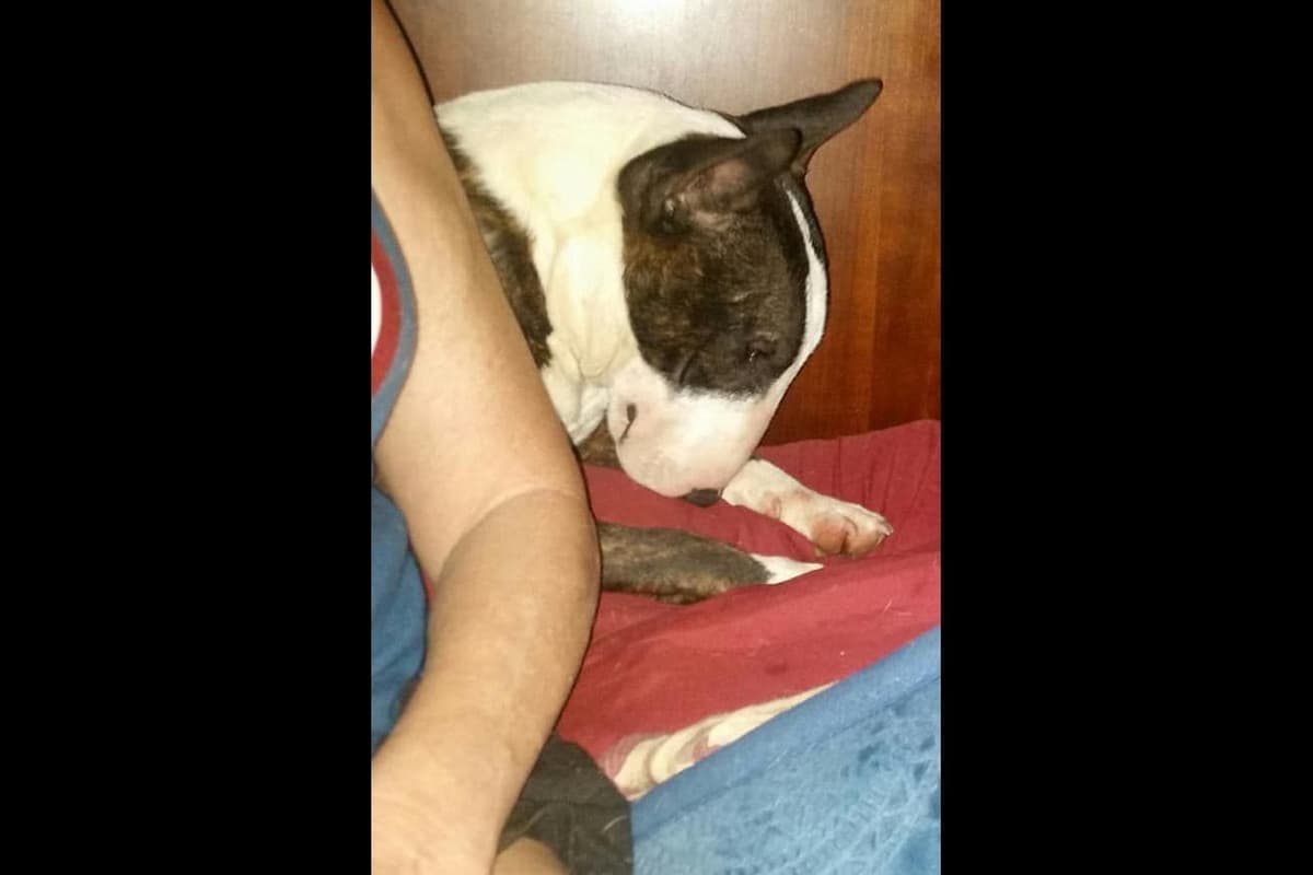 Miniature Bull Terrier Puppies breeder image 12