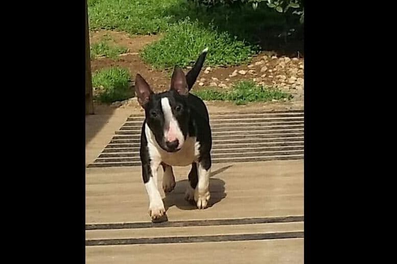 Miniature Bull Terrier Puppies breeder image 14