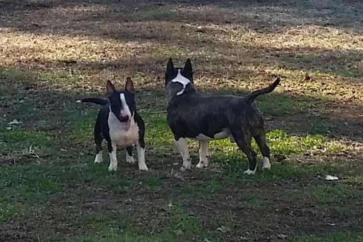 Miniature Bull Terrier Puppies breeder image 15